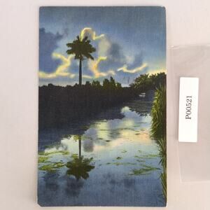 A Lone Sentinel Everglades of Florida 1940s Linen Postcard FL 1945 PC Starke